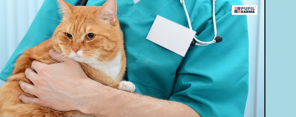 Leczenie biegunki u kota. Zdjęcie rudego kota na rękach weterynarza. Po prawej turkusowy pas i logo pupilkarma.
